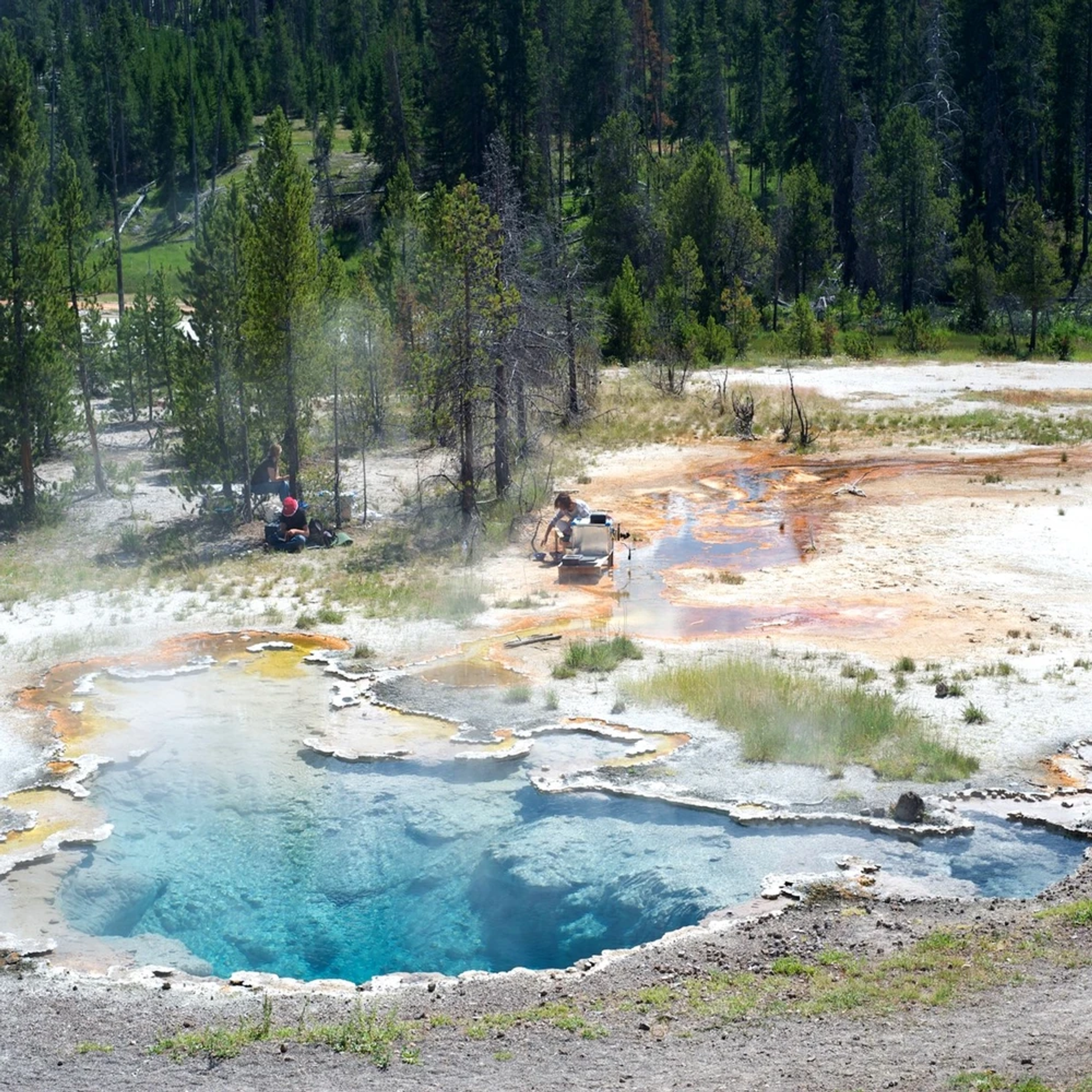 Octopus spring, Yellowstone National Park. Credit: Carnegie Institution for Science 